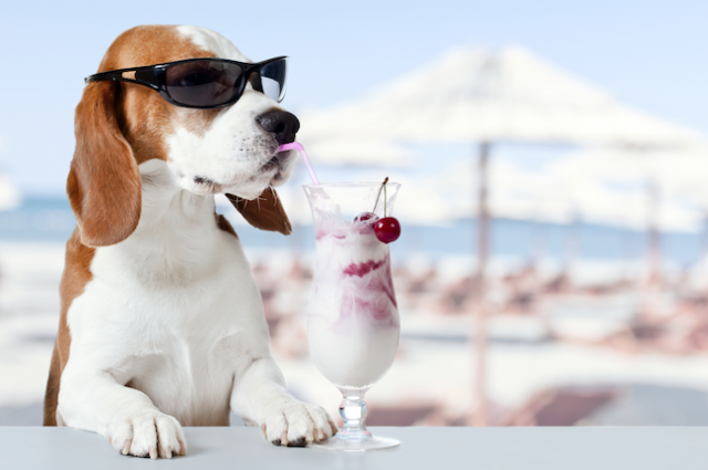 Animali in vacanza