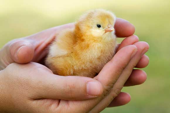 Origine della Pasqua e tradizioni