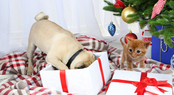 12 regali di Natale per i nostri amici a 4 zampe