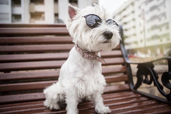 Vita da cani... in città